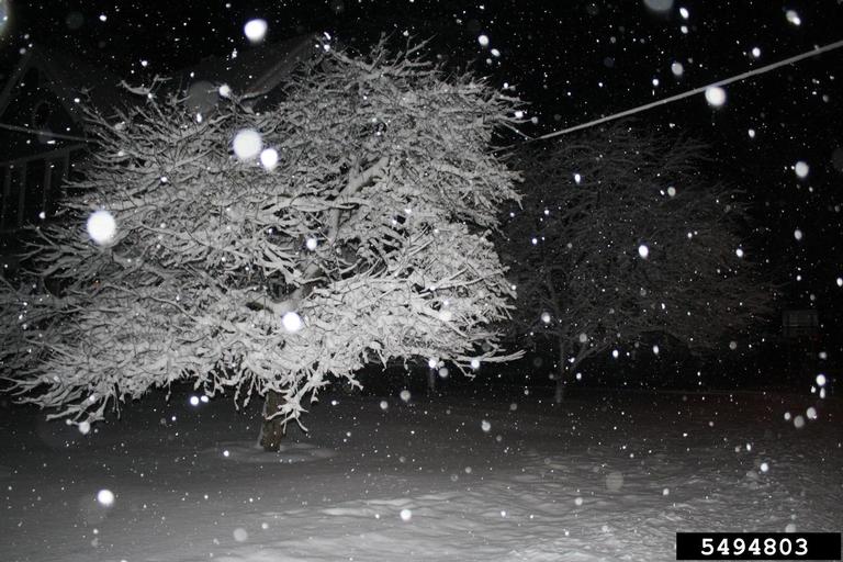 snow, (Terrestrial weather Precipitation) 5494803