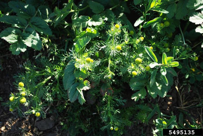 pineappleweed (Matricaria discoidea)