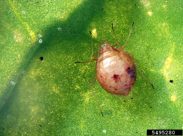 aphids (Family Aphididae)