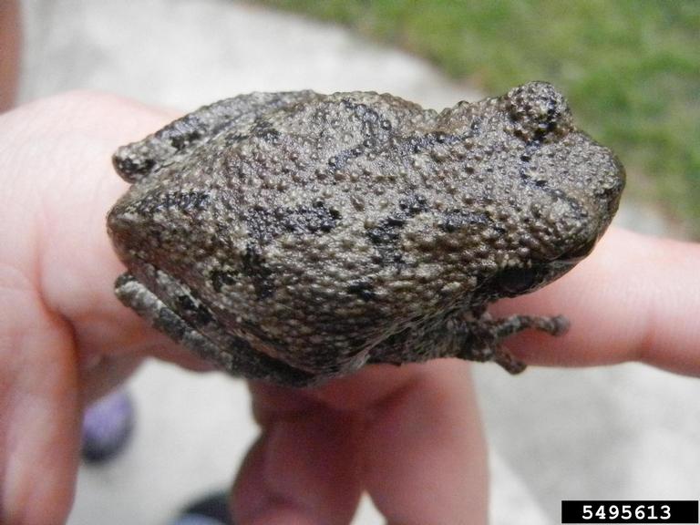 Cope's gray tree frog (Hyla chrysoscelis)