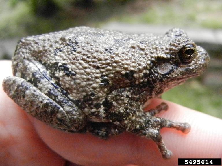 Cope's gray tree frog (Hyla chrysoscelis)
