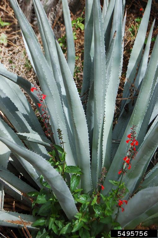 wo kann man aloe vera gel kaufen Aloe Vera Gel Gesicht & Körper main image 1
