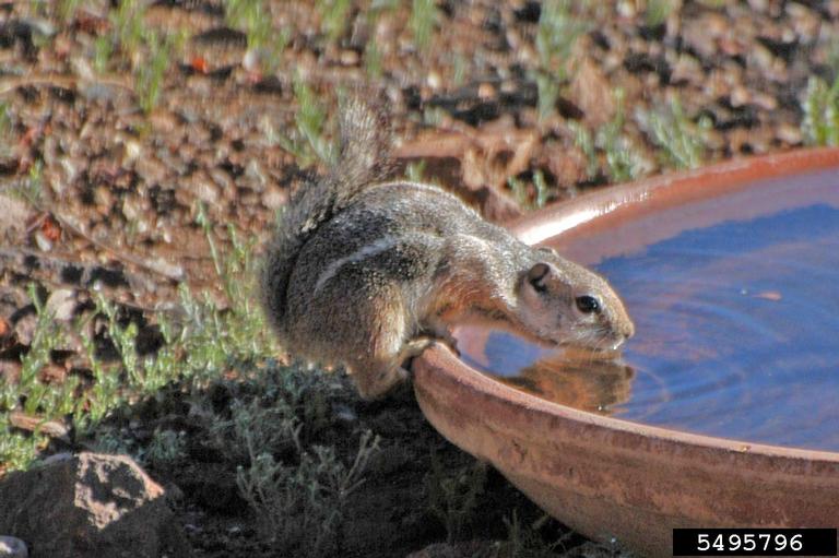 Harris' antelope squirrel (Ammospermophilus harrisii)