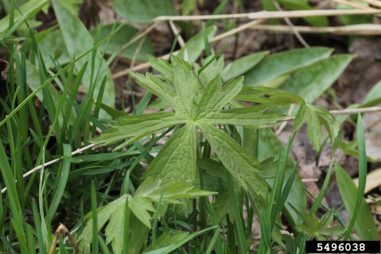 Canadian anemone (Anemone canadensis)