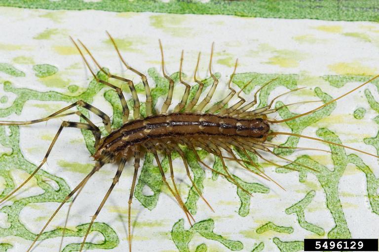 House Centipede Eggs Scutigera Coleoptrata Facts, Diet, Habitat