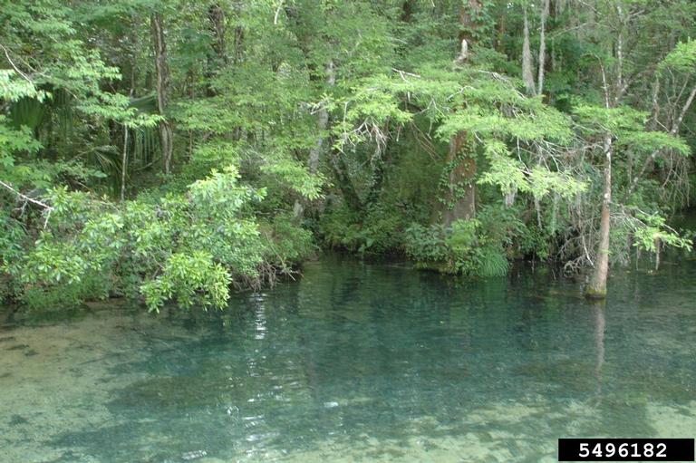 How Do Freshwater Springs Work at Timothy Herring blog