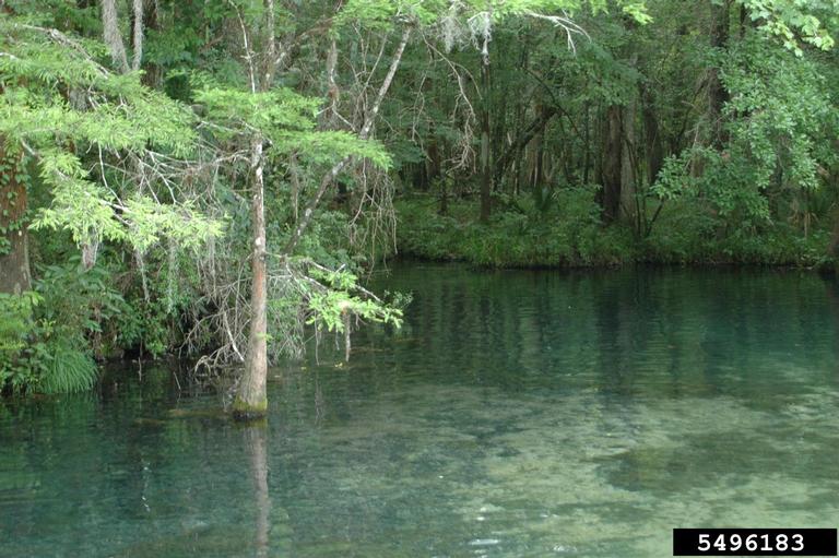 freshwater springs