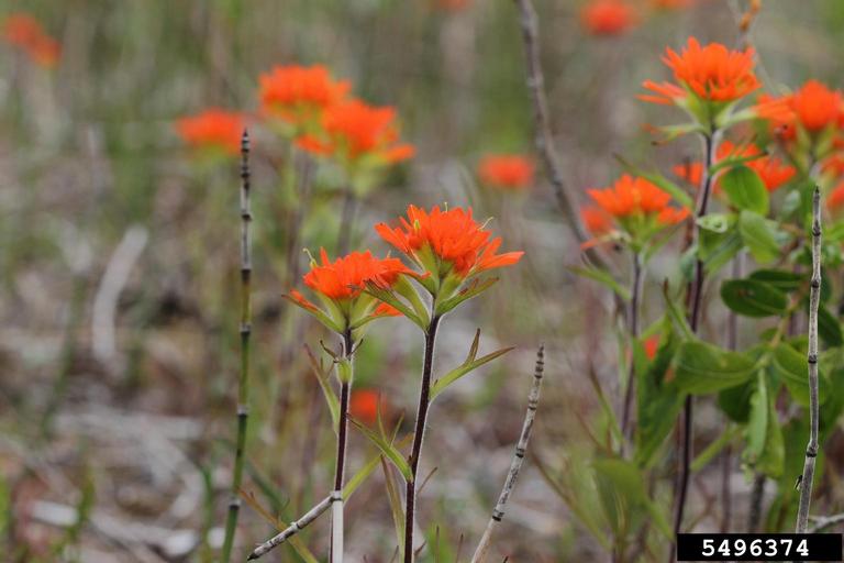 scarlet Indian paintbrush (Castilleja coccinea)