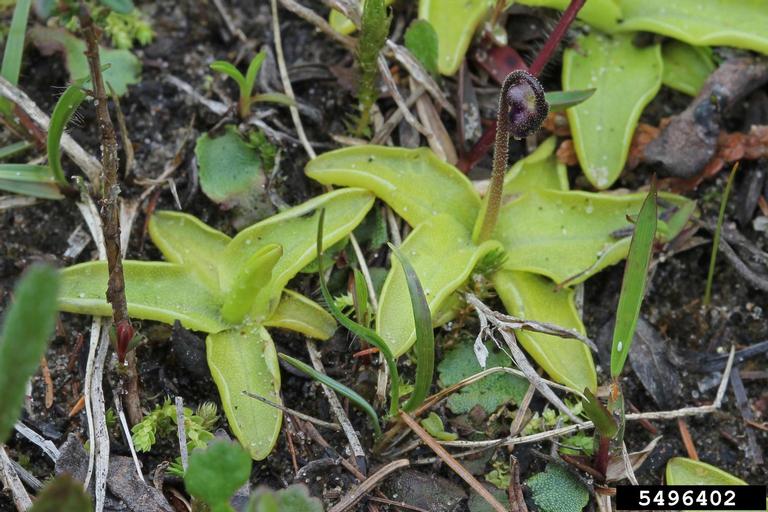 common butterwort (Pinguicula vulgaris)