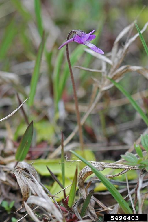 common butterwort (Pinguicula vulgaris)