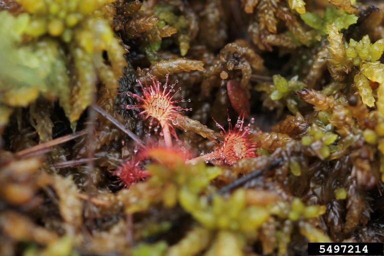roundleaf sundew, Drosera rotundifolia (Nephenthales Droseraceae