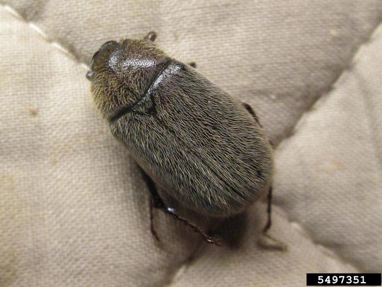 MayJune beetles (Genus Phyllophaga)