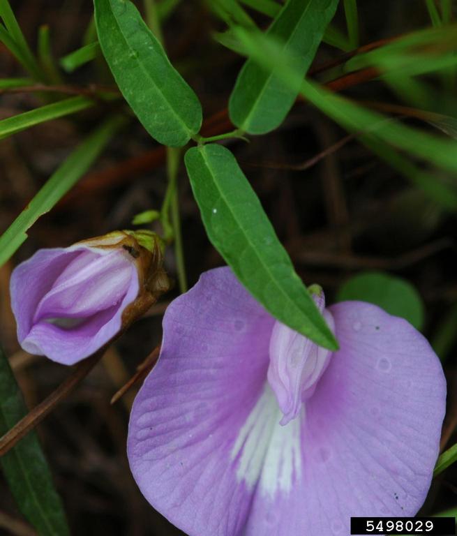 spurred butterfly pea (Centrosema virginianum)