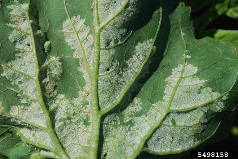 downy mildew symptoms on lower surface of infected leaf, caused by Plasmopora halstedii