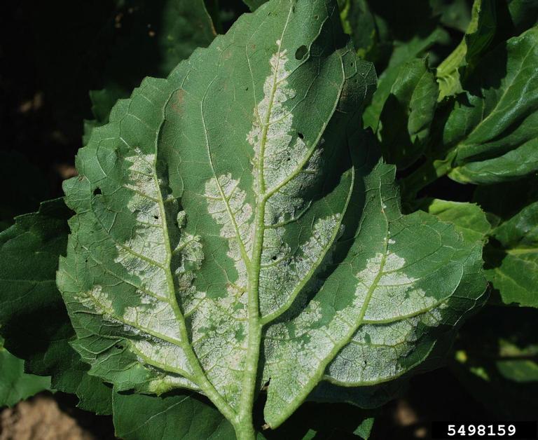 downy mildew symptoms on lower surface of infected leaf, caused by Plasmopora halstedii
