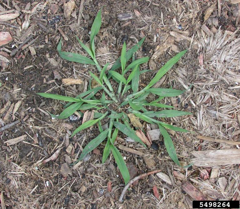 smooth crabgrass (Digitaria ischaemum)