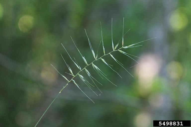 eastern bottlebrush grass (Elymus hystrix)