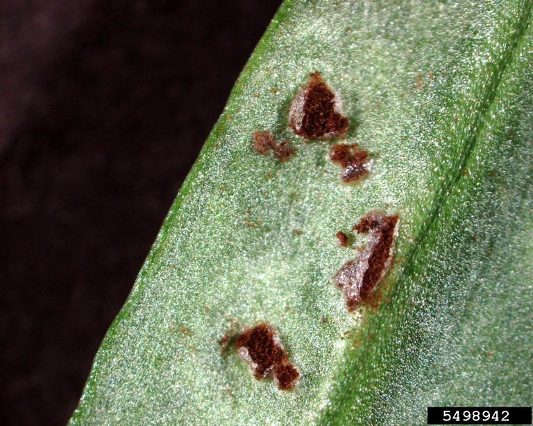 sagebrush (Genus Artemisia)