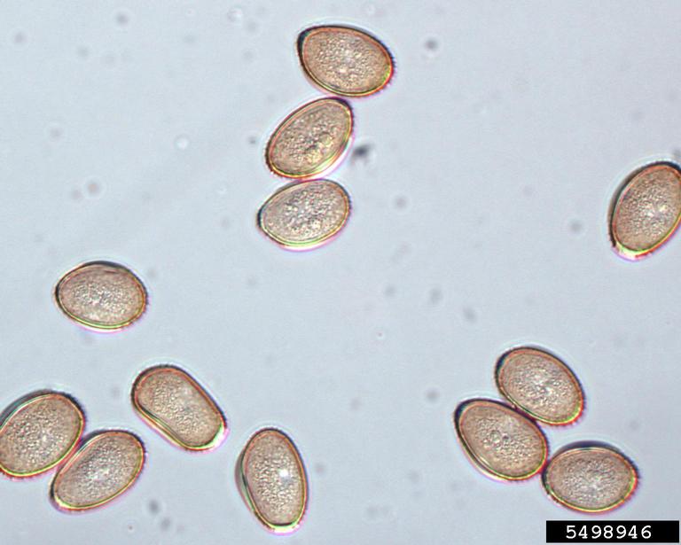 sagebrush (Genus Artemisia)
