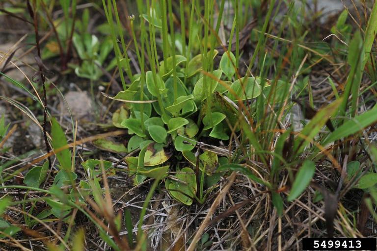 fen grass of Parnassus (Parnassia glauca)