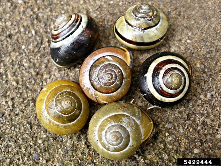 banded wood snail (Cepaea nemoralis)