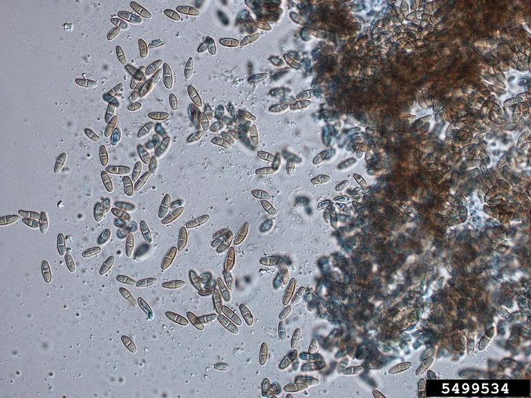 Ascochyta fungi (Genus Ascochyta)