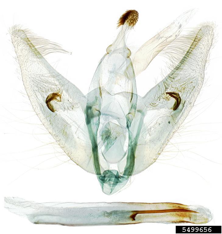 tomato fruit borer (Neoleucinodes elegantalis)