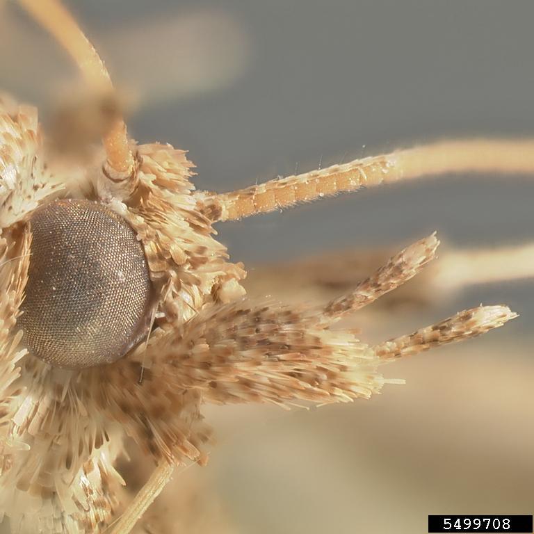 eggplant fruit borer (Sceliodes laisalis)