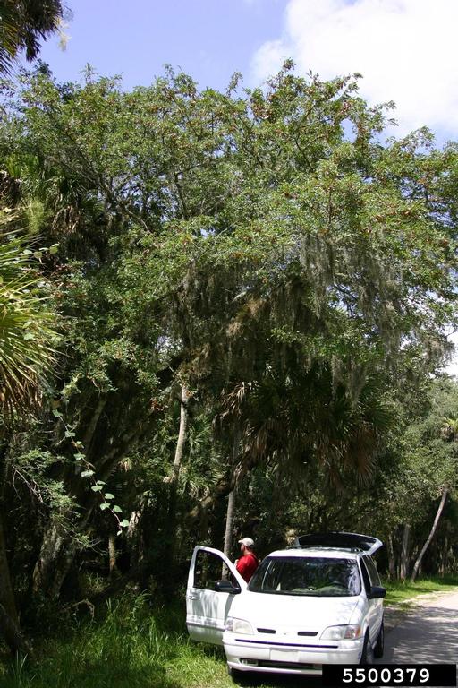 water locust (Gleditsia aquatica Marsh.)