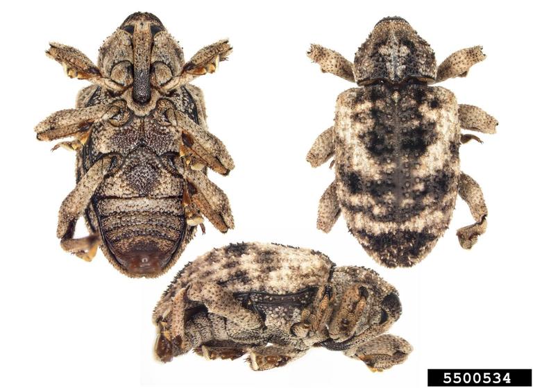 mango seed weevil (Sternochetus mangiferae)