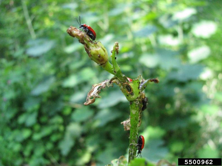 lily leaf beetle (Lilioceris lilii)