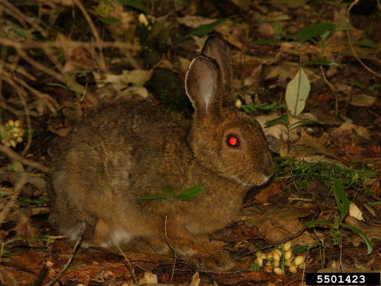 snowshoe hare (Lepus americanus)