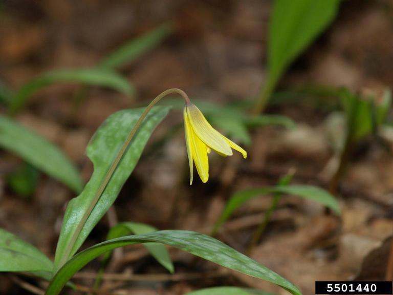 yellow trout lily (Erythronium americanum)