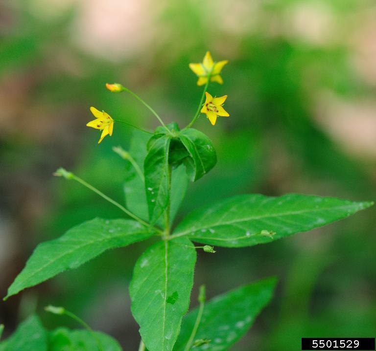 whorled yellow loosestrife (Lysimachia quadrifolia)