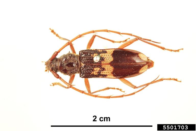 eucalyptus longhorned borer (Phoracantha semipunctata)