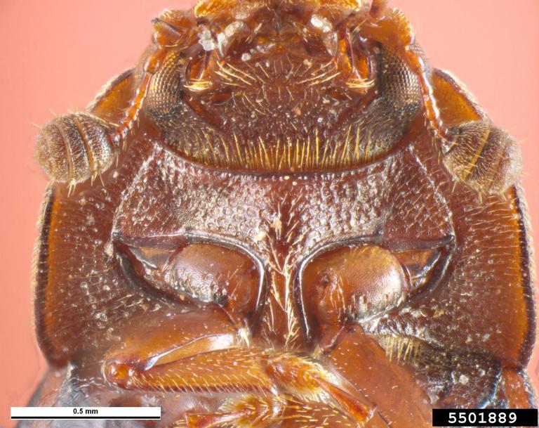 pineapple sap beetle (Urophorus humeralis)