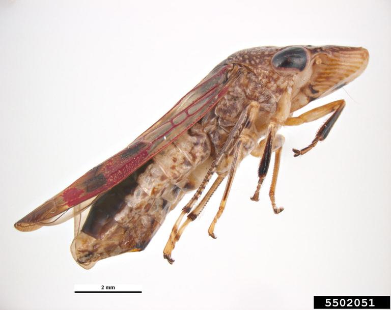 Glassy Winged Sharpshooter Homalodisca Vitripennis 