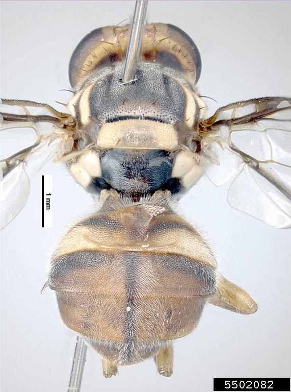 Asian Papaya Fruit Fly (Bactrocera papayae)