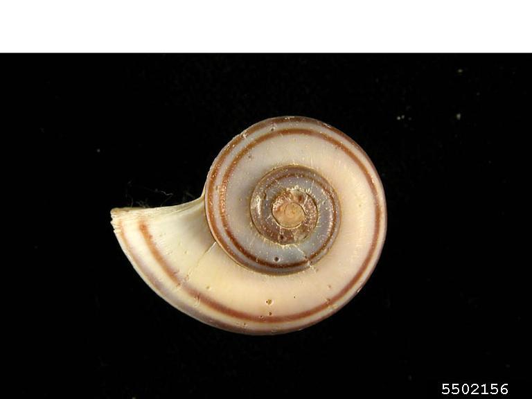apple snail (Pomacea cumingi)