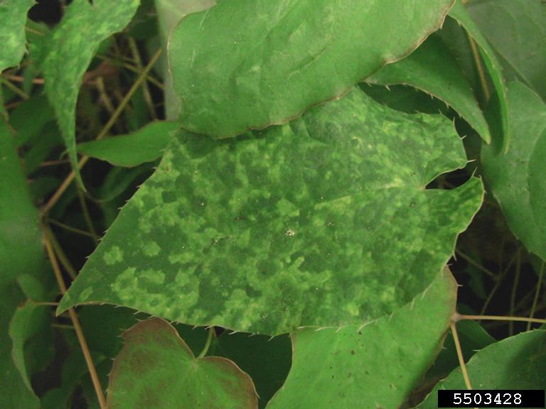 Tobacco Rattle Virus (TRV) (Tobravirus Tobacco Rattle Virus)