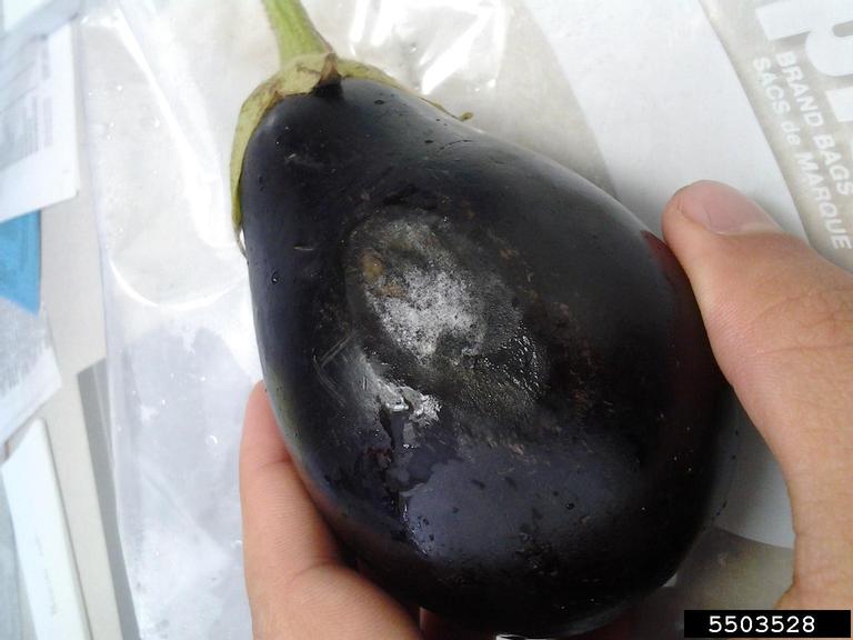 Phytophthora root and crown rots (Genus Phytophthora)