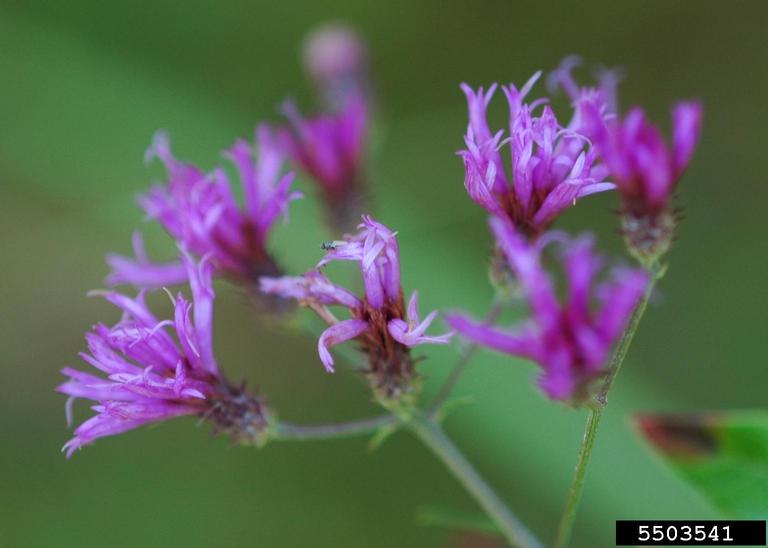 tall ironweed (Vernonia angustifolia)