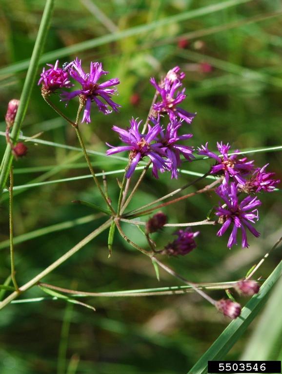 tall ironweed (Vernonia angustifolia)