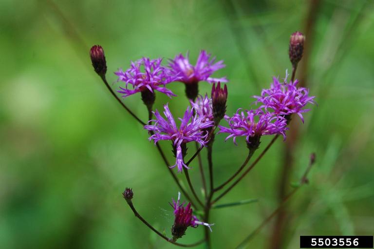 tall ironweed (Vernonia angustifolia)