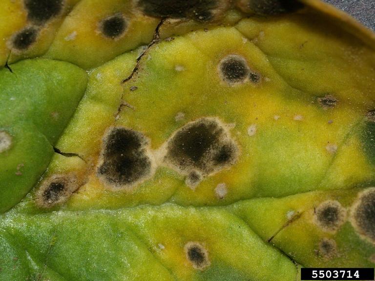 Cladosporium leaf spot (Cladosporium variabile ) on spinach (Spinacia