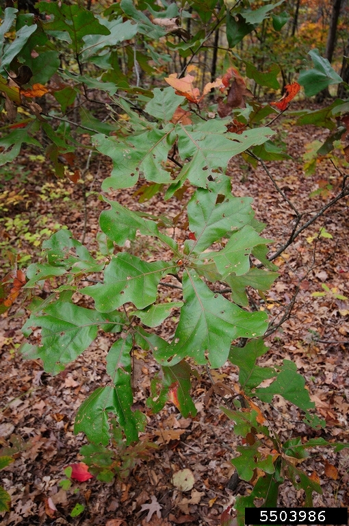 blackjack oak (Quercus marilandica)