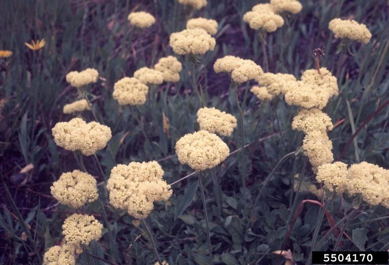 buckwheat (Genus Eriogonum)