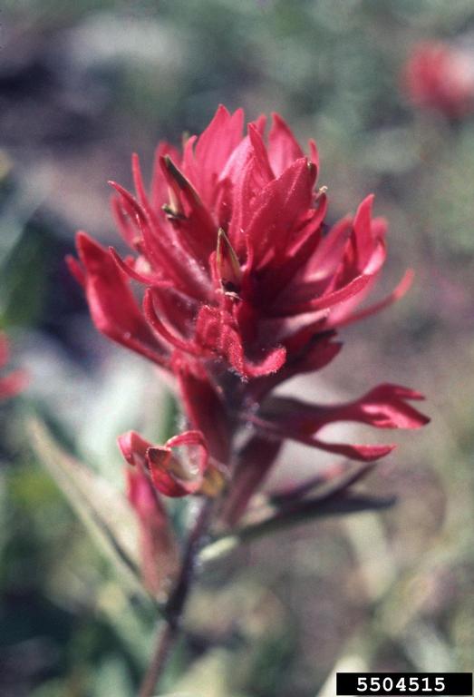 Indian paintbrush (Genus Castilleja)