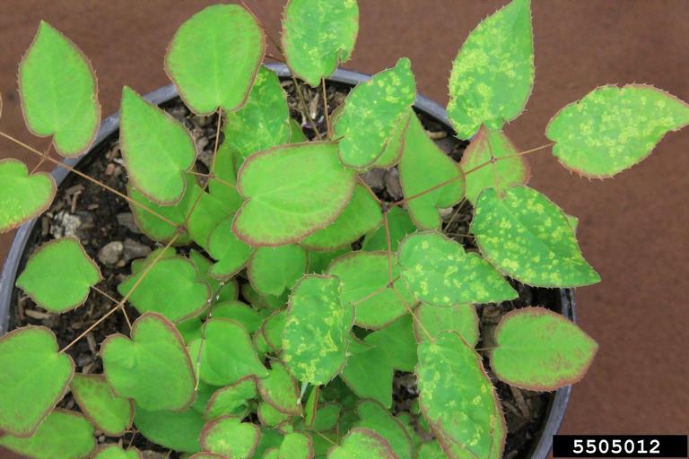 tobacco rattle virus Tobacco Rattle Virus (TRV) (Tobravirus Tobacco Rattle Virus)