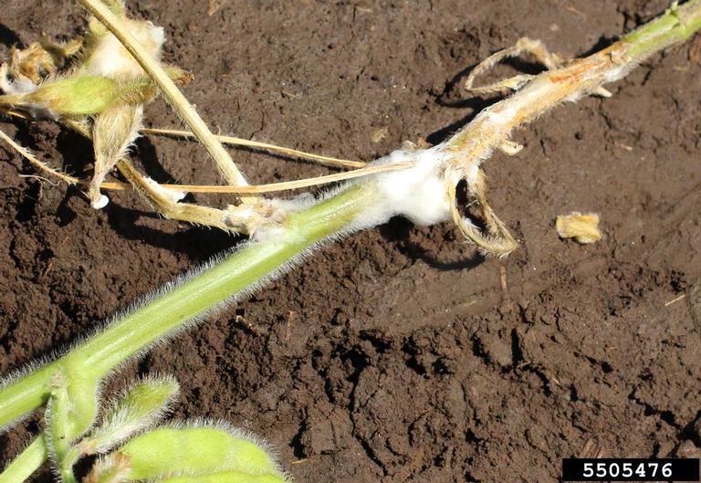 Sclerotinia timber rot (Sclerotinia sclerotiorum)